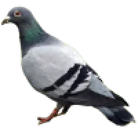 Holubi