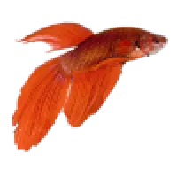 Akvaristika