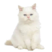 Kočky