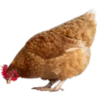 Drůbež
